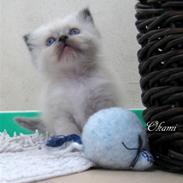 Hellig Birma Chicabee Okami (Felix)