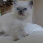 Hellig Birma Chicabee Okami (Felix)