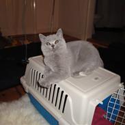 British Shorthair Pomfrit (Fritte)