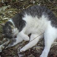 Blanding af racer Pelle *tykke*