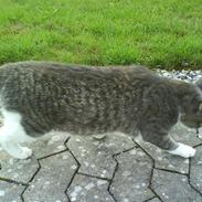 Blanding af racer Pelle *tykke*