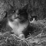 Blanding af racer Pelle *tykke*