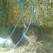 Blanding af racer Pelle *tykke*