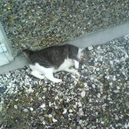 Blanding af racer Pelle *tykke*