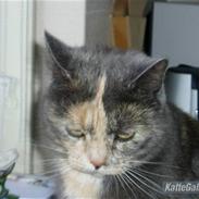 Huskat Missen - R.I.P - savnet..