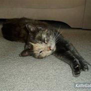 Huskat Missen - R.I.P - savnet..
