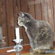 Huskat Missen - R.I.P - savnet..