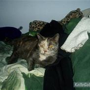 Huskat Missen - R.I.P - savnet..