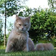 Maine Coon Mimse