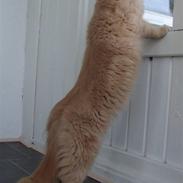 Maine Coon Mimse