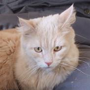 Maine Coon Mimse