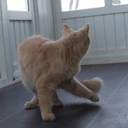 Maine Coon Mimse