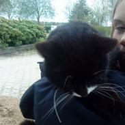 Blanding af racer luna