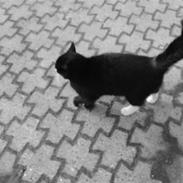 Blanding af racer luna