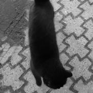 Blanding af racer luna