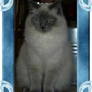 Ragdoll Kittyrags Bellino