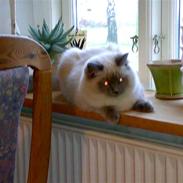 Ragdoll Kittyrags Bellino