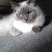 Ragdoll Kittyrags Bellino