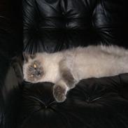 Ragdoll Kittyrags Bellino