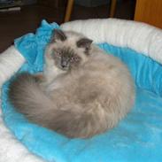 Ragdoll Kittyrags Bellino