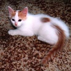 Tyrkisk Van Soyadi's Bolu