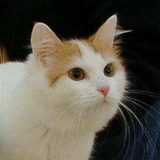 Tyrkisk Van Soyadi's Bolu