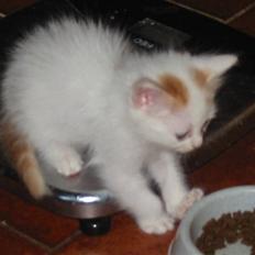 Tyrkisk Van Soyadi's Cesur Erkek