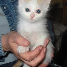 Tyrkisk Van Soyadi's Cesur Erkek