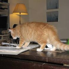 Maine Coon Ginger