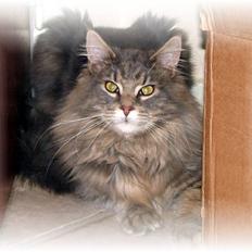 Maine Coon Bluey