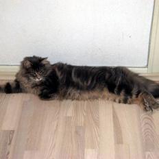 Maine Coon Bluey