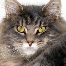 Maine Coon Bluey