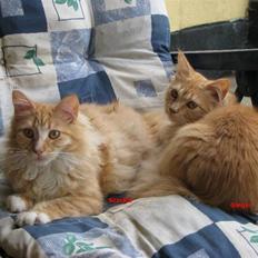 Maine Coon Ginger