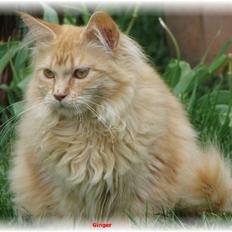 Maine Coon Ginger