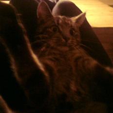 Blanding af racer Tulle