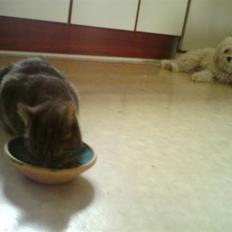 Blanding af racer Tulle