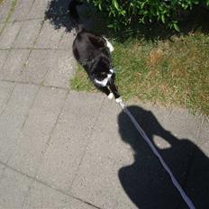 Huskat Kittie (R.I.P.)