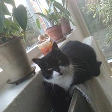 Huskat Kittie (R.I.P.)