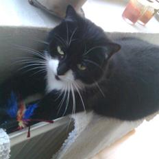 Huskat Kittie (R.I.P.)