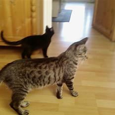 Blanding af racer Tiger lily