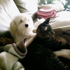 Blanding af racer Tiger lily