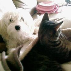 Blanding af racer Tiger lily