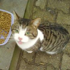 Blanding af racer bubbi