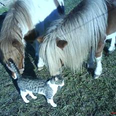 Blanding af racer bubbi