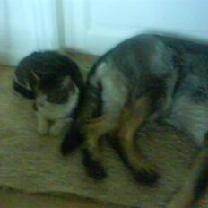 Blanding af racer bubbi