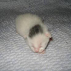 Huskat Bette Mus (solgt)