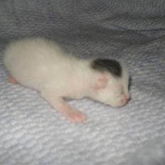 Huskat Bette Mus (solgt)