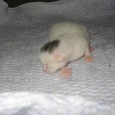 Huskat Bette Mus (solgt)