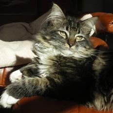 Maine Coon Wallace P