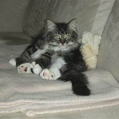 Maine Coon Wallace P